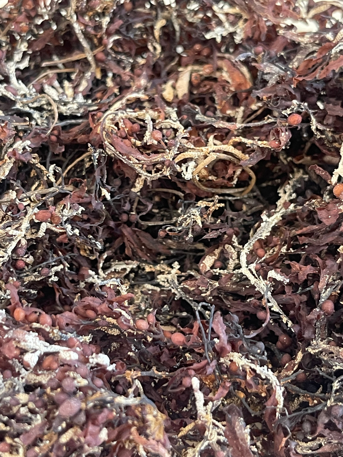 JAMAICAN BLADDERWRACK WHOLE - 1oz