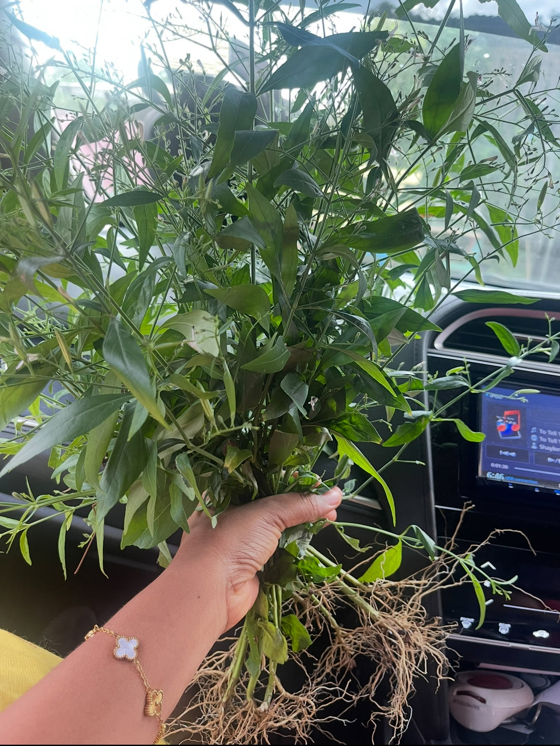 Jamaican Rice Bitters | King Of Bitters | Andrographis paniculata | Liver & Blood Detox | Cut & Sifted