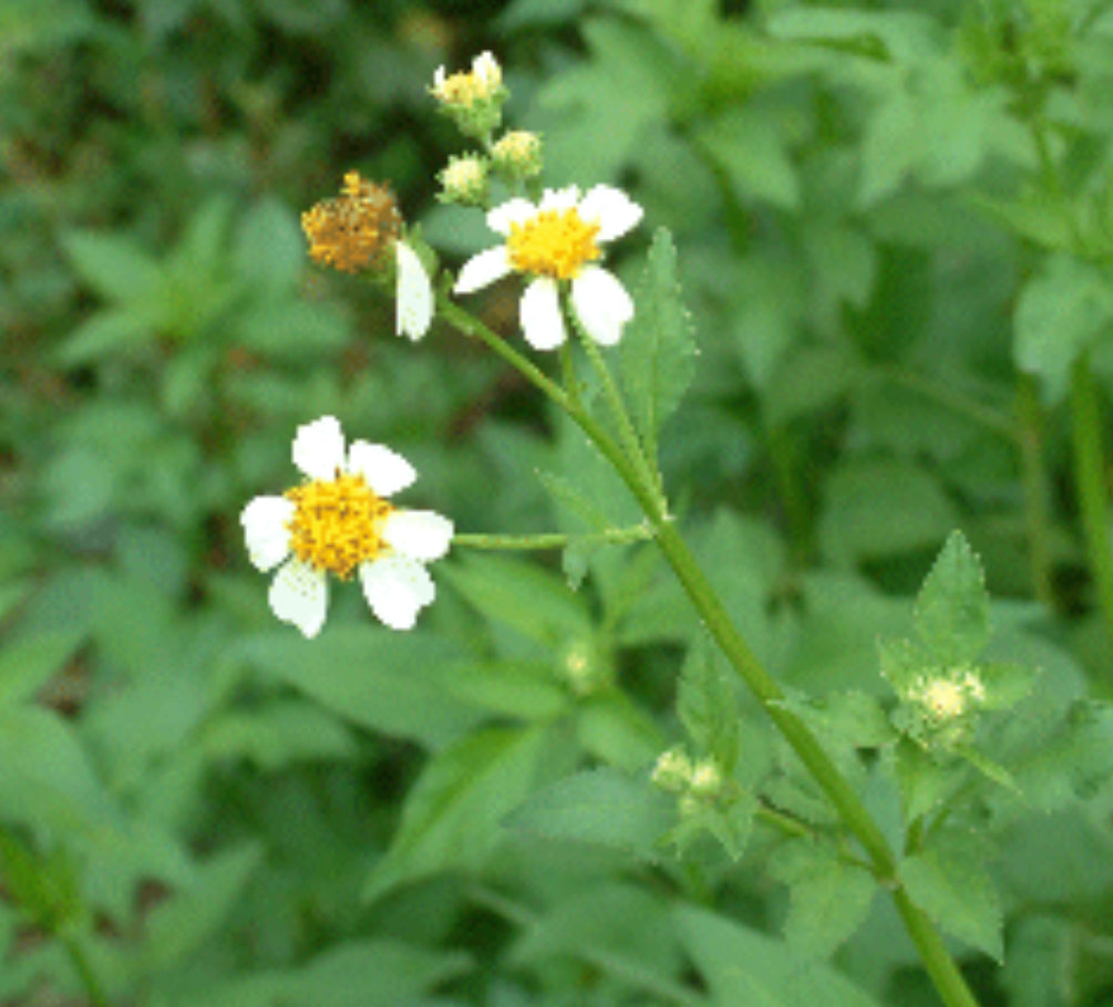 Spanish Needle (Bidens pilosa) – Anti-Inflammatory, Blood Purifier & Immune Booster | Cut & Sifted