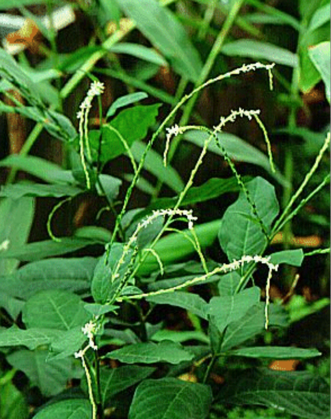 Guinea Hen Weed (Anamu) – Immune Booster, Anti-Inflammatory & Nervous System Support Herb | Cut & Sifted