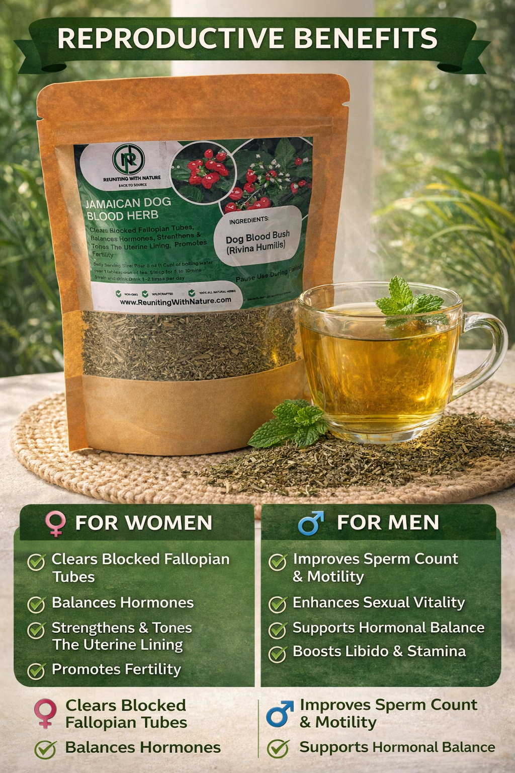 Jamaican Dog Blood Bush (Rivina humilis) – Fertility, Womb Healing & Inflammation Support| Reproductive Support For Both Men & Women